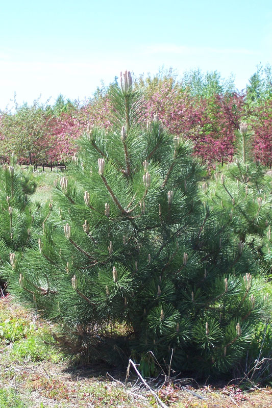 Scotch Pine, Tree City
