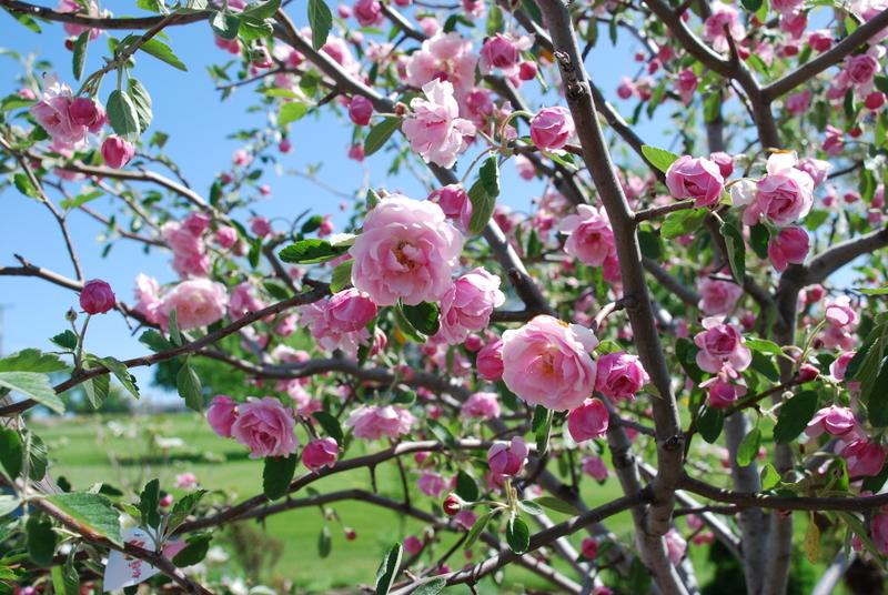 Pink Lady Apple (Malus 'Pink Lady') in Salt Lake City, Utah (UT) at  Millcreek Gardens